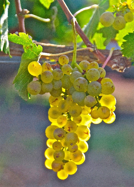 chardonnay-grapes-at-tantara-winery