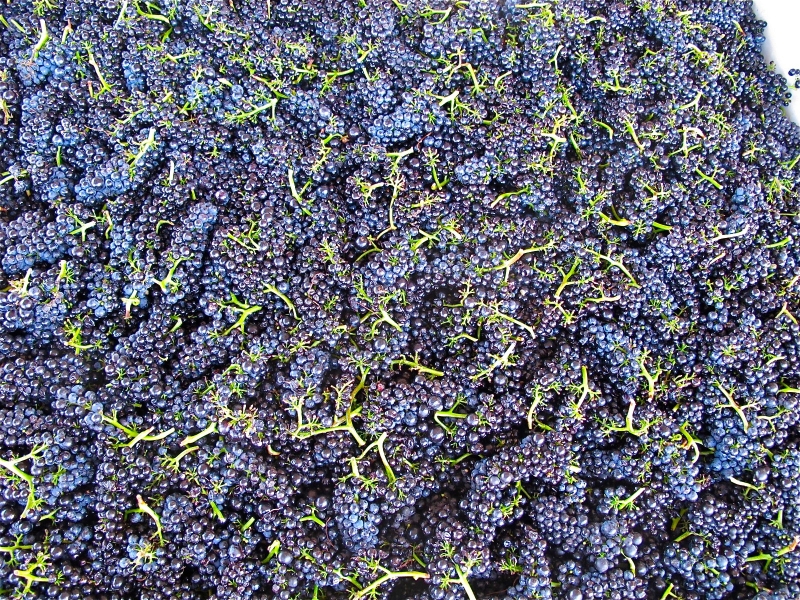 just-harvested-pinot-noir-grapes